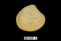 藏品(日本黃文蛤)的圖片